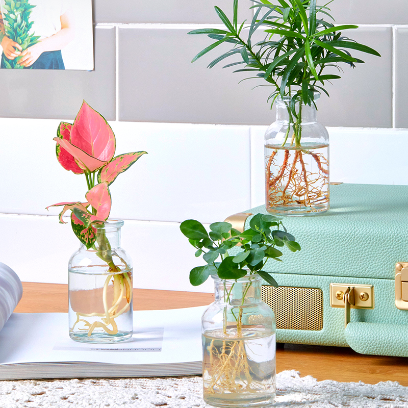 水培植物室内绿植四季水养水生绿萝富贵竹红白掌文竹桌面花卉盆栽 - 图0