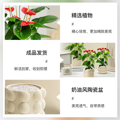 红掌盆栽鸿运当头花卉植物室内好养水培绿植发财树办公室桌面盆景 - 图2