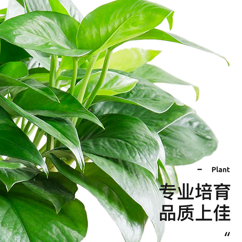 栀子花盆栽绿植办公室内盆景红掌客厅桌面植物四季真花卉鸿运当头 - 图0