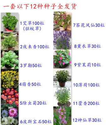 驱蚊草种子除虫菊艾草种籽薄荷夜来香花种子驱蚊植物组合套餐包邮 虎窝淘