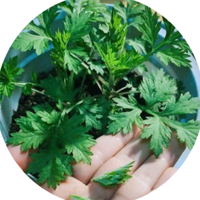 驱蚊草种子除虫菊艾草种籽薄荷夜来香花种子驱蚊植物组合套餐包邮 虎窝淘