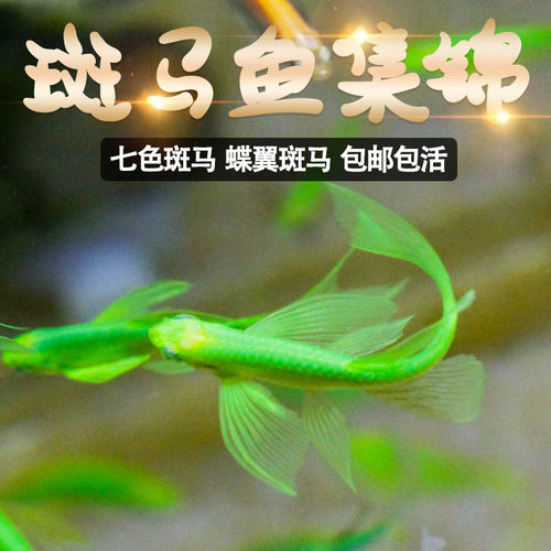 红蓝斑马鱼热带小型鱼苗观赏鱼蝶翼精品孔雀红绿灯科活体淡水好养 - 图1