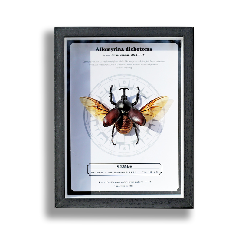 甲虫独角仙标本相框展示挂画犀金龟昆虫装饰画收藏品摆件高档礼物 - 图3