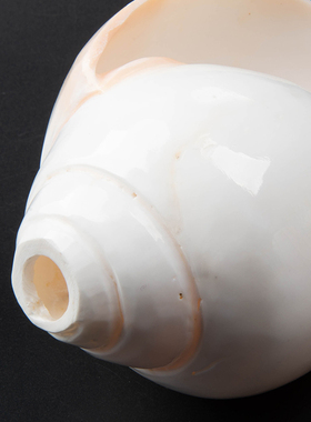 右旋用品尼泊尔天然白海螺