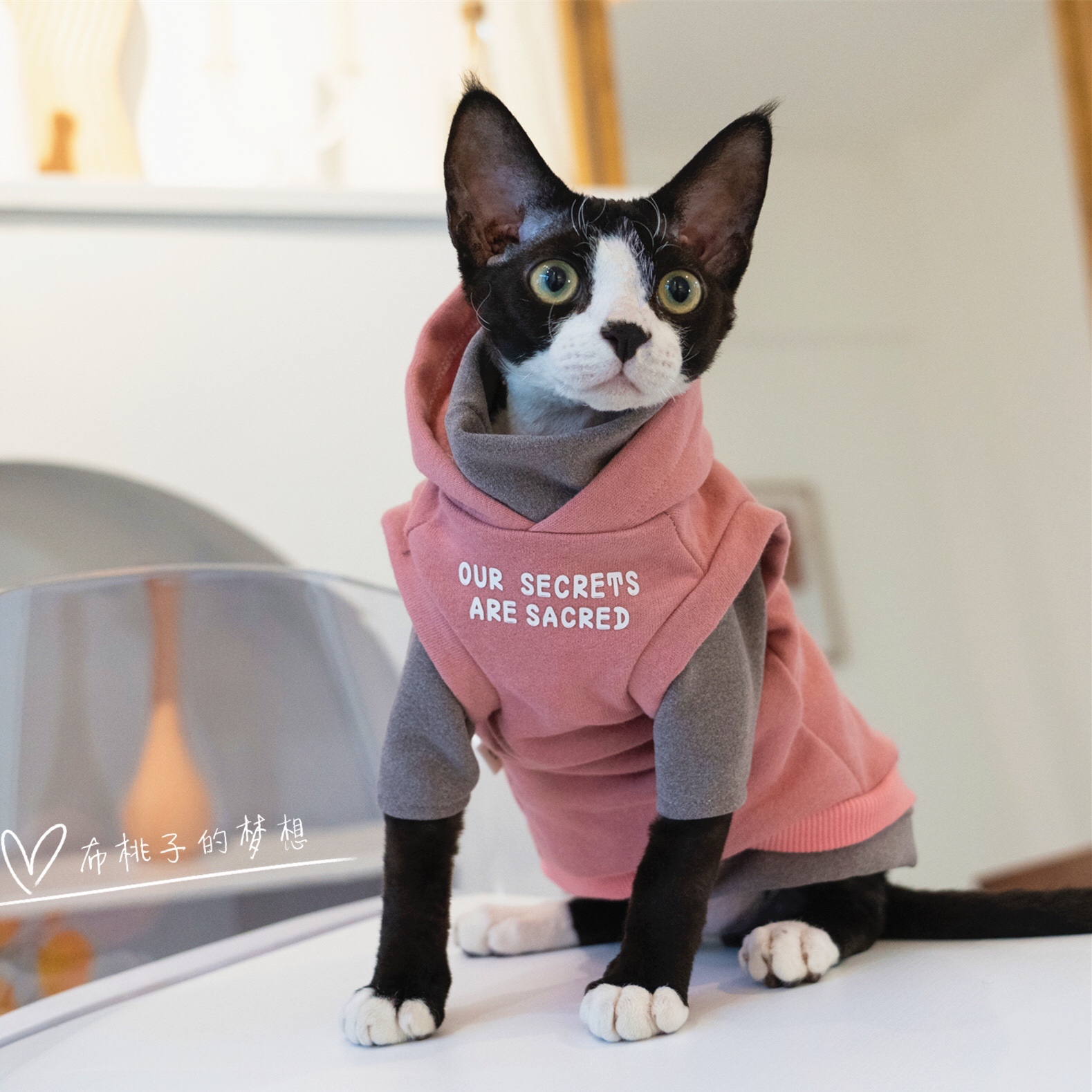 GINGERAIN无毛猫衣服斯芬克斯德文连帽卫衣纯棉两件套猫衣服-图1