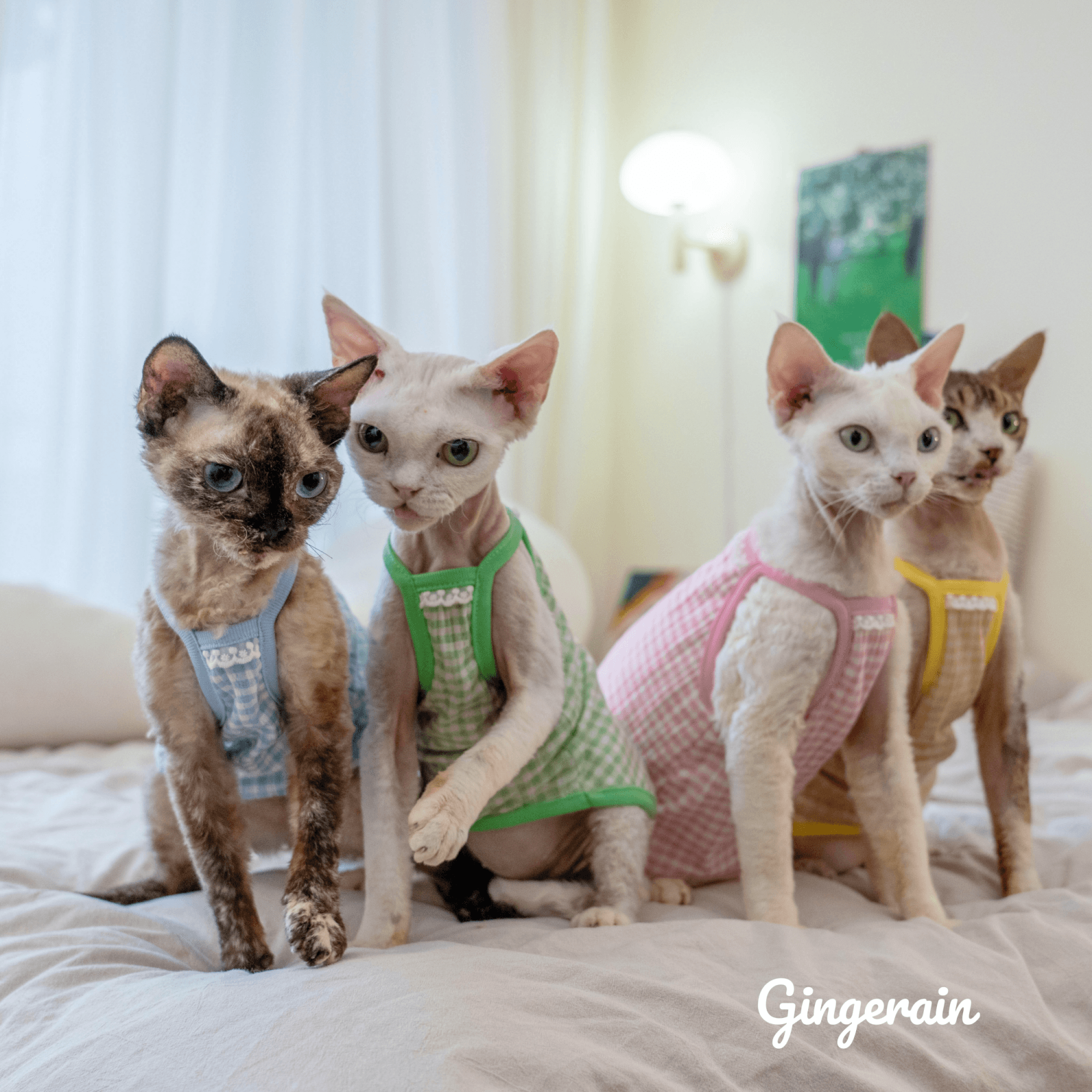 GINGERAIN 德文猫衣服无毛猫纯棉高弹透气防晒糖果格子吊带 - 图1