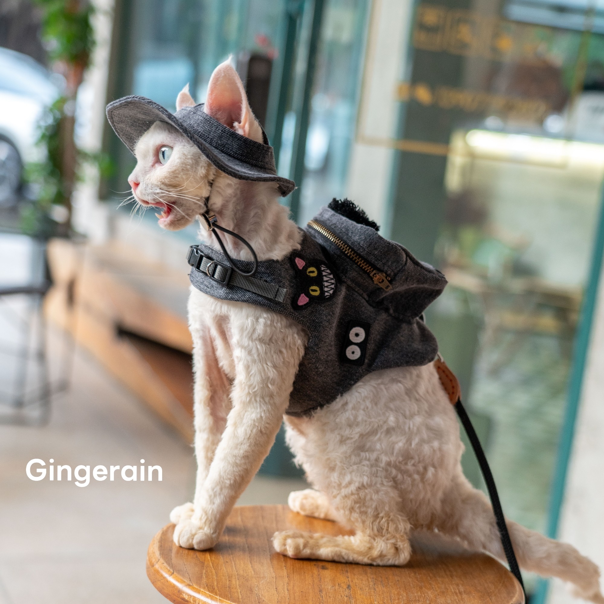 GINGERAIN  露营户外遛猫牛仔背包胸背带牵引绳无毛德文猫书包,淘宝优惠券,粉丝福利购,淘宝优惠卷