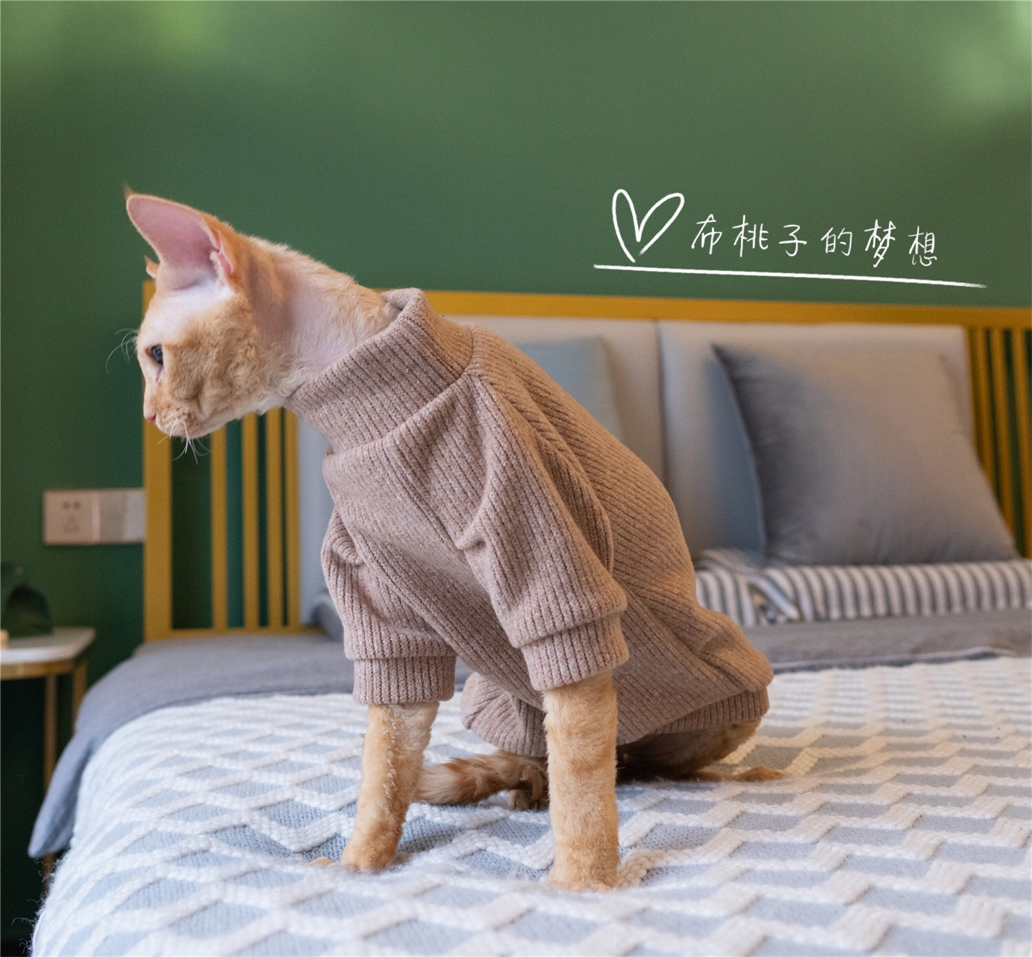 GINGERAIN  无毛猫衣服短毛猫咪御寒耐脏保暖绒面毛衣 - 图2