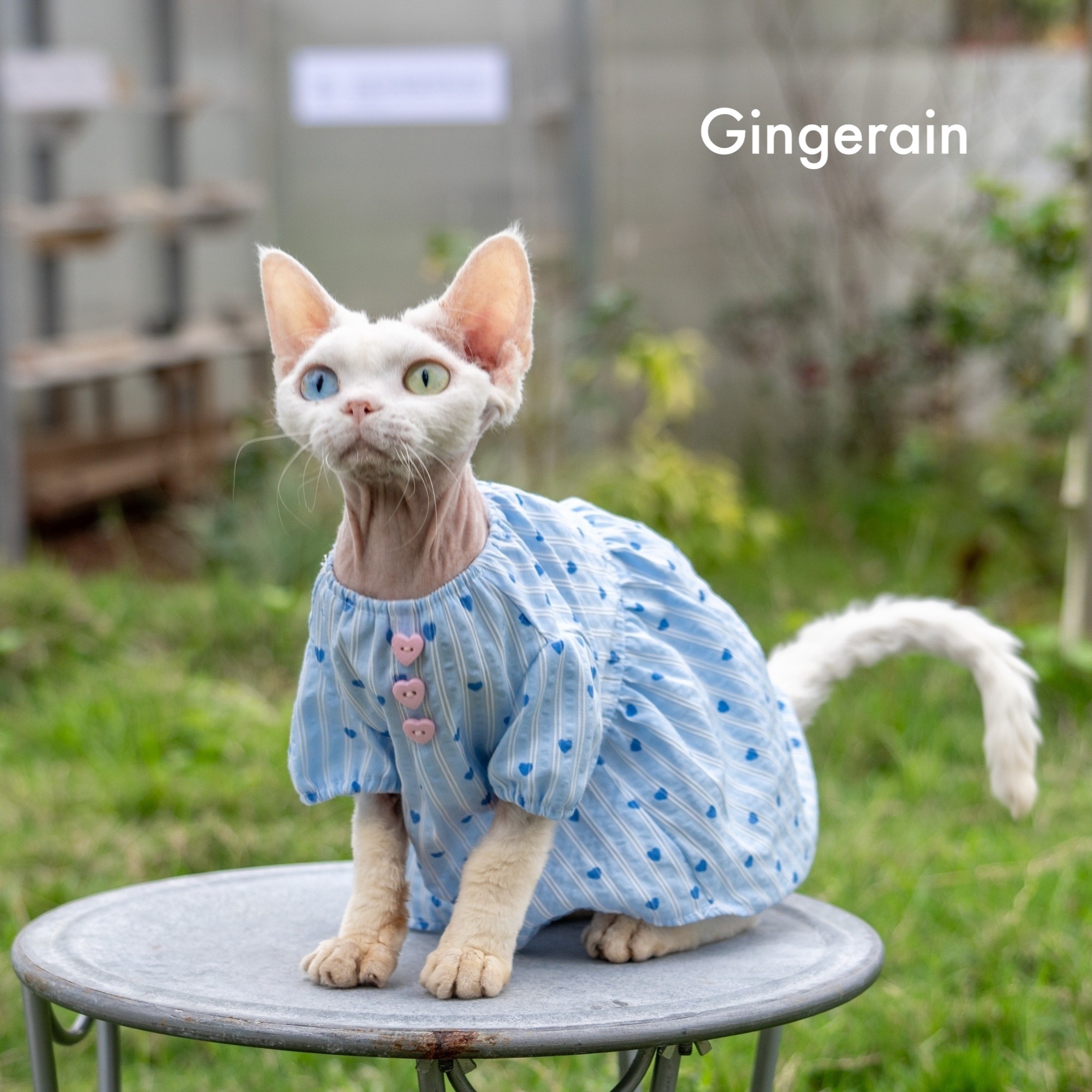 GINGERAIN 蕾丝仙女娃娃衫无毛猫德文猫衣服夏季透气衬衫连衣裙,淘宝优惠券,粉丝福利购,淘宝优惠卷