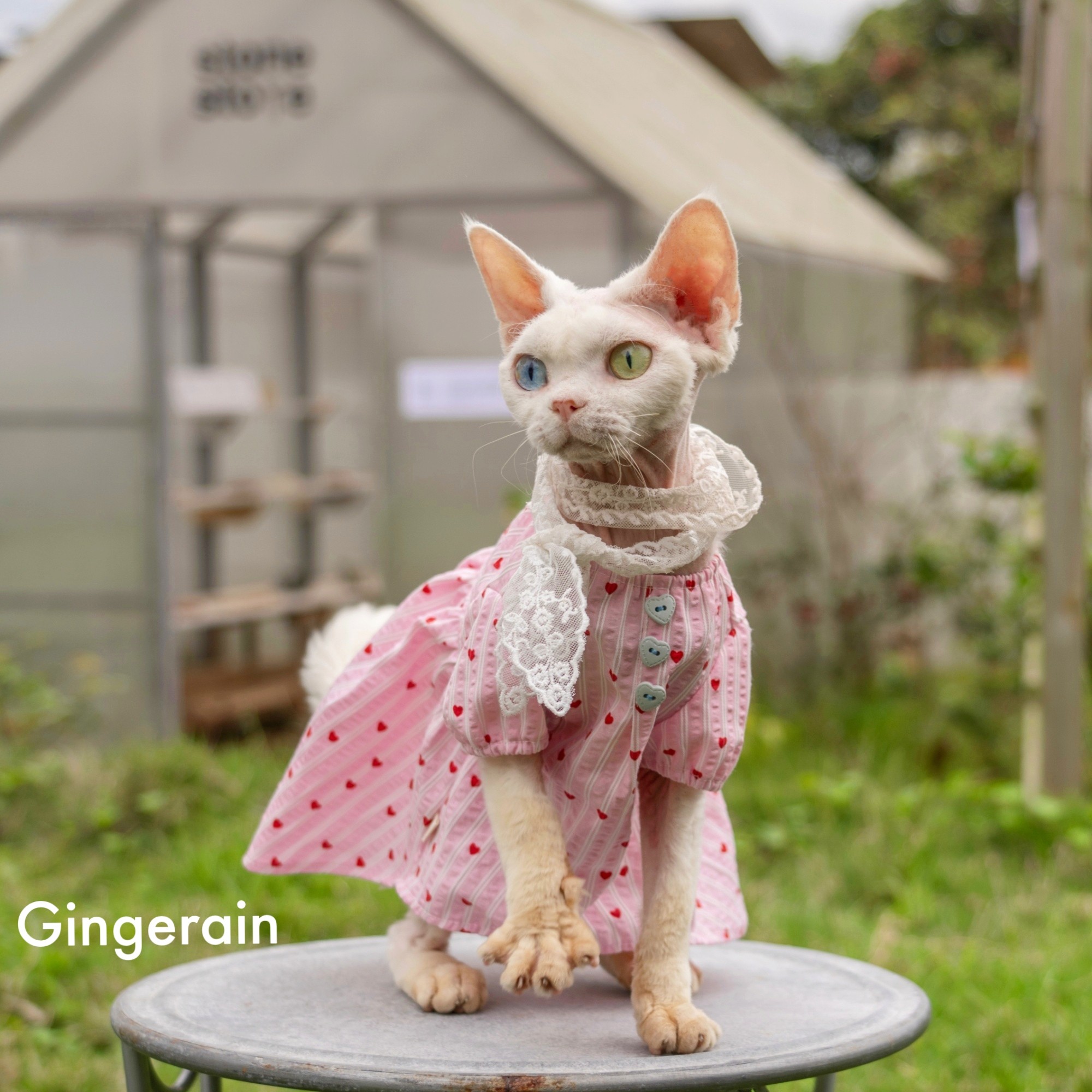 GINGERAIN 蕾丝仙女娃娃衫无毛猫德文猫衣服夏季透气衬衫连衣裙,淘宝优惠券,粉丝福利购,淘宝优惠卷