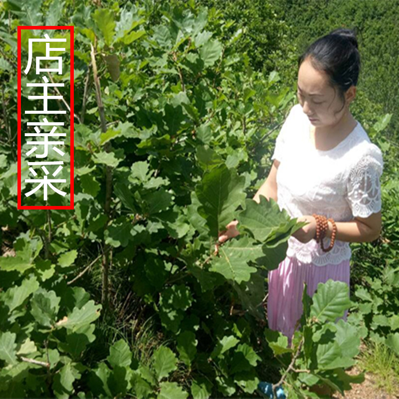 端午伏牛山桲椤叶晒干粽叶子粽子叶 伯乐叶饼 大槲叶 新鲜菠萝叶 - 图0