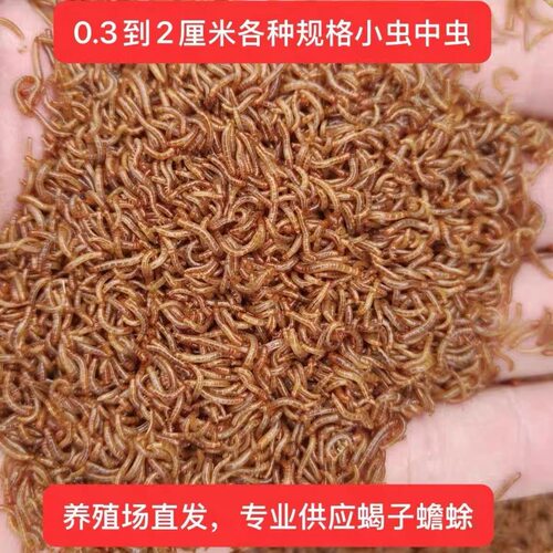 面包虫小虫黄粉虫活虫特小幼虫0.3-0.5-0.8厘米鸟鱼龟宠物蝎子 - 图1