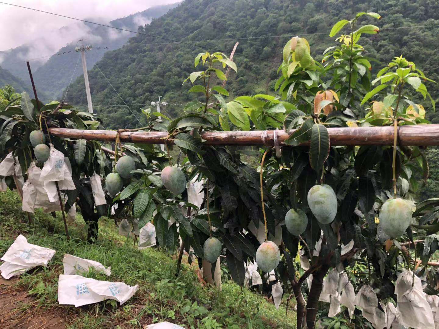 攀枝花芒果凯特芒果大青芒新鲜水果包邮10斤装-图1