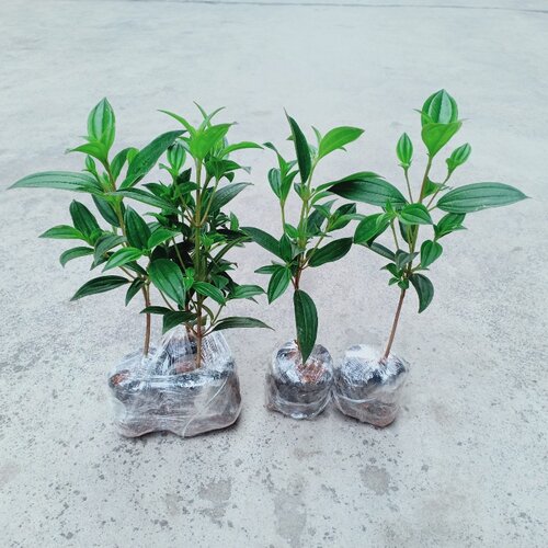 巴西野牡丹花苗四季好养紫牡丹苗庭院阳台盆栽植物花期长耐寒耐热 - 图2