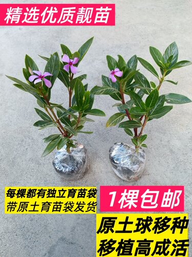 长春花花苗盆栽五瓣梅苗日日春当年开花好养阳台庭院四季观花植物 - 图2