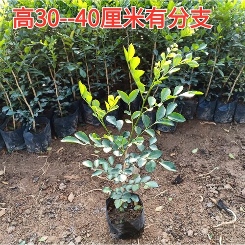 九里香盆栽苗浓香四季花卉室内外庭院阳台驱蚊植物花园绿化树苗 - 图1