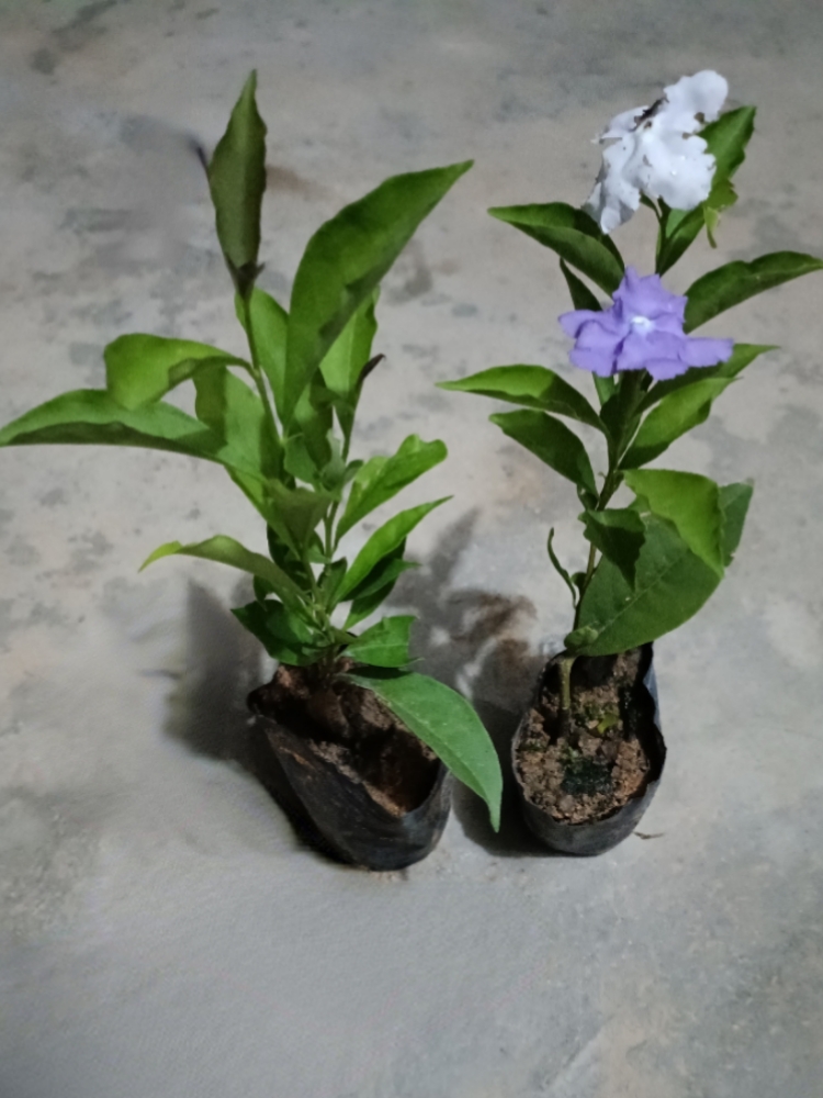 双色茉莉花盆栽四季开花浓香型鸳鸯茉莉花苗阳台花卉好养庭院植物-图2