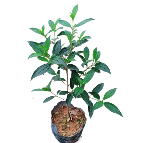 巴西野牡丹花苗四季好养紫牡丹苗庭院阳台盆栽植物花期长耐寒耐热 - 图3