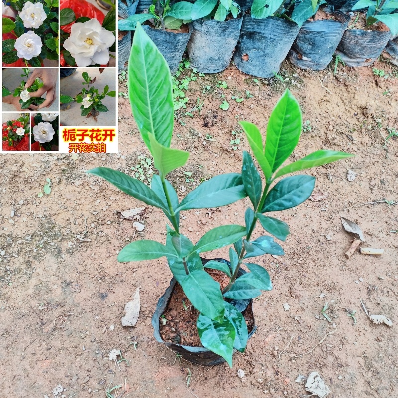 大叶栀子花树苗盆栽花苗耐冻常绿花卉室内植物四季浓香型阳台庭院-图1