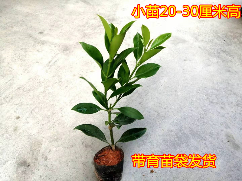 非洲茉莉盆栽大型花苗室内四季常绿植物庭院阳台花卉净化空气树苗-图2