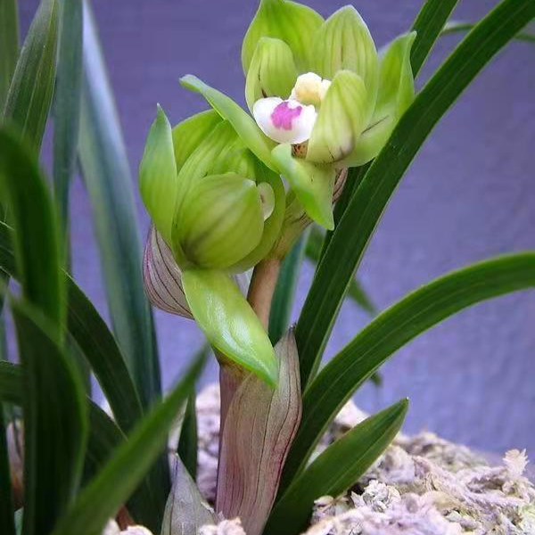 浙江春兰老种绿云矮种兰花皇后九瓣奇花桌面高档精品小盆栽绿植 - 图1