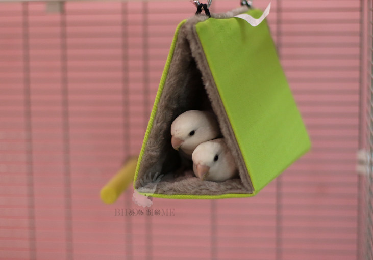 宠物鸟鹦鹉全年可用羊毛三角保暖鸟窝鸟巢 牡丹虎皮玄凤鸟笼用品,淘宝优惠券,粉丝福利购,淘宝优惠卷