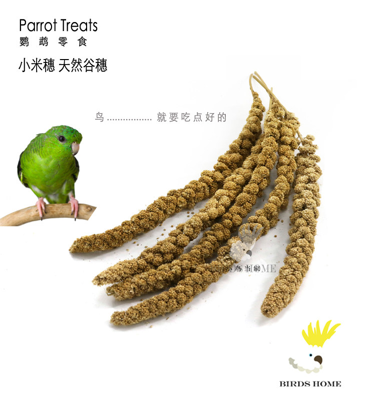 小鸟当家小型宠物鸟鹦鹉雀科鸟零食小米穗天然谷穗健康营养补充,淘宝优惠券,粉丝福利购,淘宝优惠卷