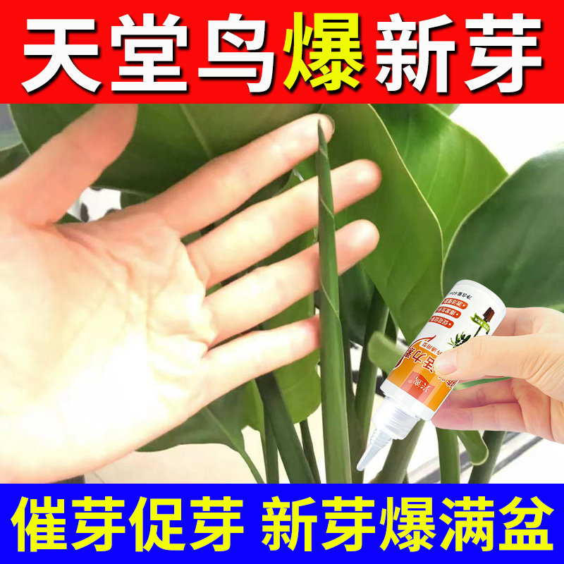 天堂鸟专用营养液黄叶卷边开裂叶子发黄肥料家用室内盆栽植物花肥,淘宝优惠券,粉丝福利购,淘宝优惠卷