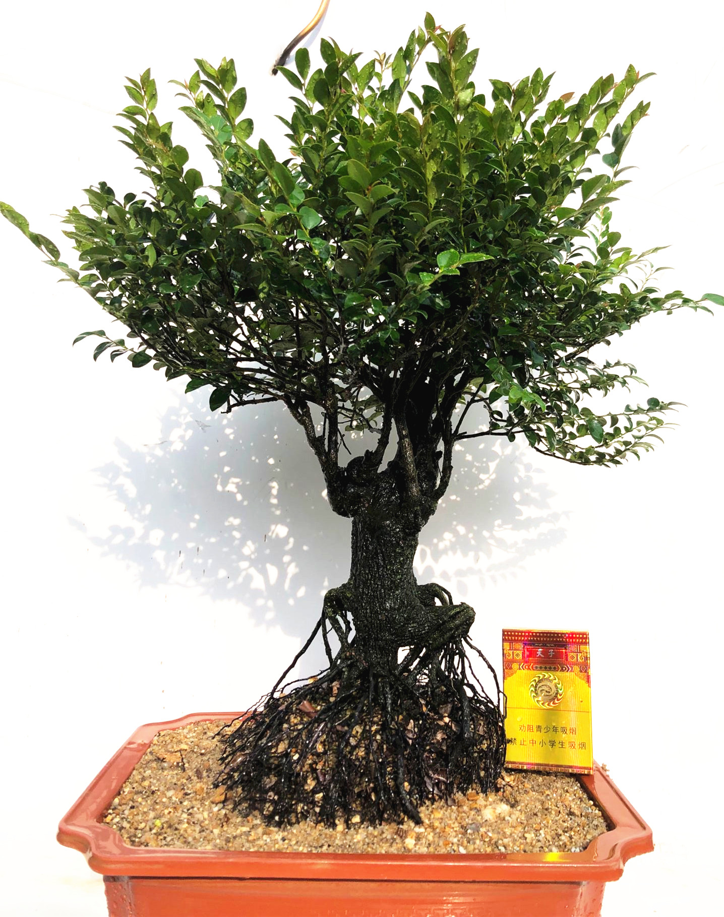 岭南盆景小叶紫檀树桩室内室外客厅树苗黑骨茶盆栽绿植物老桩耐寒 - 图1