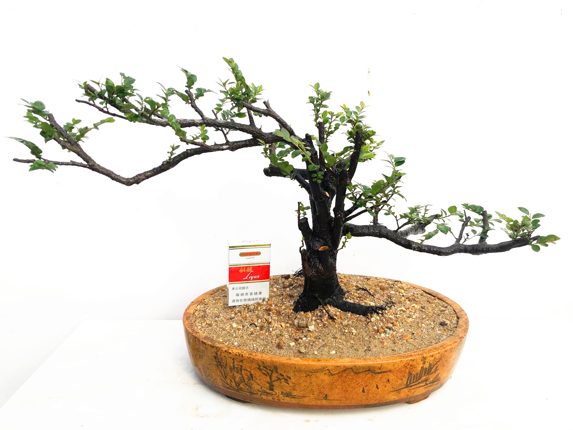 岭南盆景小叶紫檀树桩室内室外客厅树苗黑骨茶盆栽绿植物老桩耐寒 - 图0