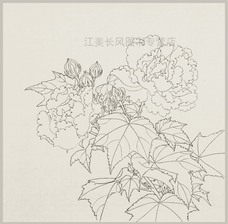 名画摹写·宋人花鸟—白芙蓉图原大高清白描样稿临摹示范步骤解析工笔画初学者入门临摹零基础手绘教程学生成人自学国画工笔画教程-图2