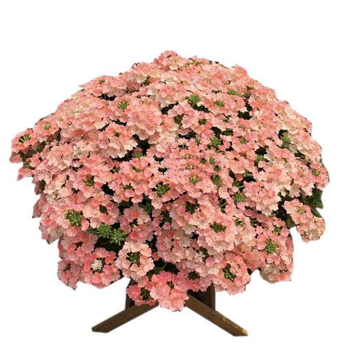 【小苗满30包邮】美女樱盆花苗四季多年生紫色庭院阳台植物 - 图3
