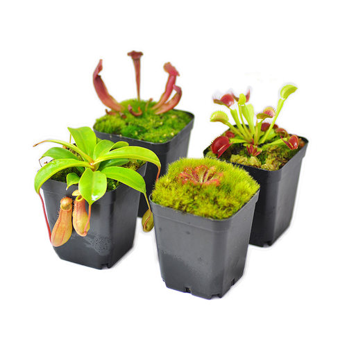 食虫植物套装组合盆栽小虫草堂食虫草吃懒人盆捕蝇草猪笼草瓶子草 - 图3