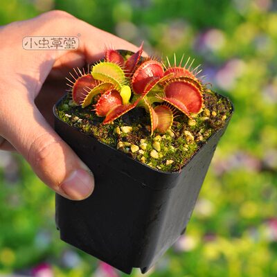 花市捕蝇草小虫草堂食虫植物盆栽猪笼草瓶子草分销花店拿货发批 虎窝淘