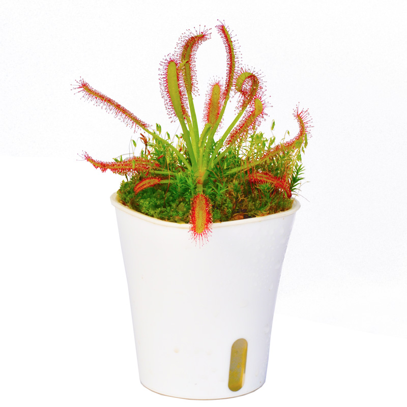 好望角茅膏菜宽叶小虫草堂食虫植物牙刷茅会卷大型成株食人花种子,淘宝优惠券,粉丝福利购,淘宝优惠卷