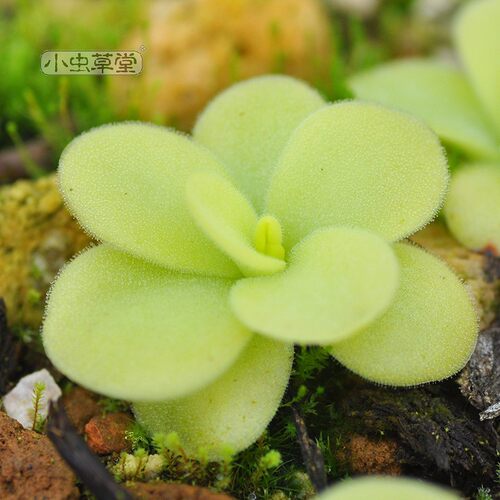 巨大捕虫堇小虫草堂Pinguiculagigantea超大会吃虫的多肉食虫植物 - 图2