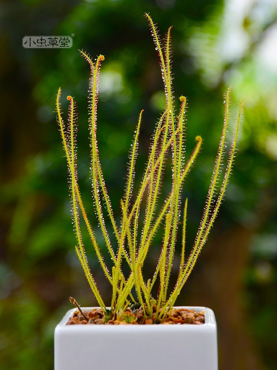 绿丝叶茅膏菜红小虫草堂食虫植物盆栽食虫草食人花捕蚊草捕蝇草大,淘宝优惠券,粉丝福利购,淘宝优惠卷