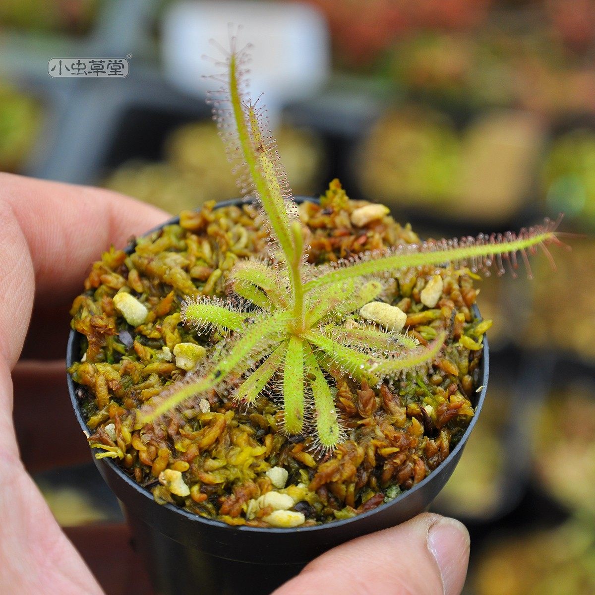 岩蔷薇茅膏菜小虫草堂食虫植物盆栽稀有丝叶好望角绒毛洛弗丽叉叶,淘宝优惠券,粉丝福利购,淘宝优惠卷