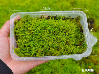 苔藓小虫草堂鲜绿青苔活水苔白发砂朵朵真曲尾羊绒蕨类植物微景观 虎窝淘