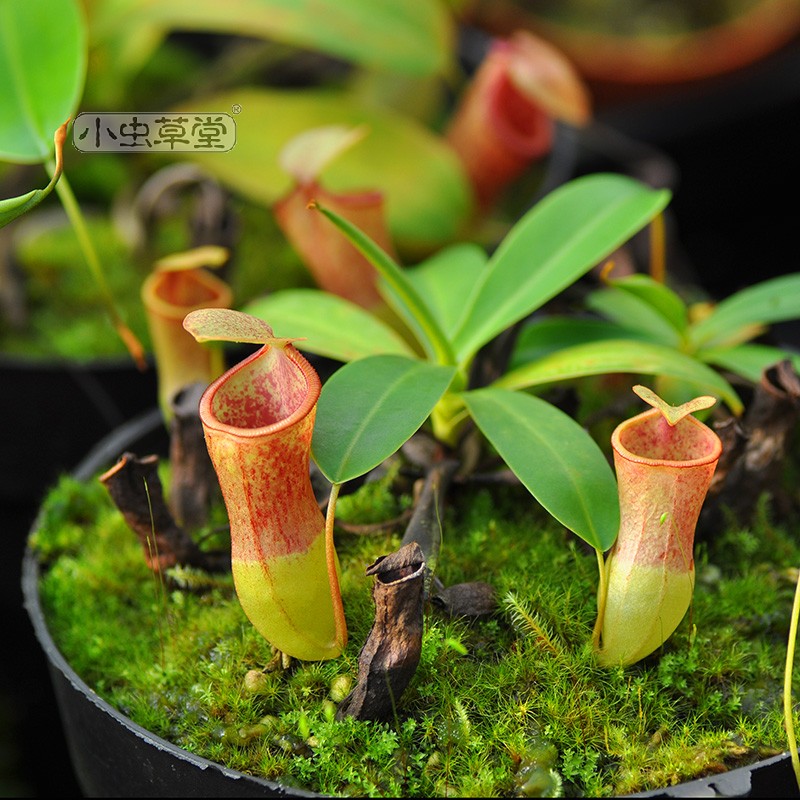 风铃x红葫芦猪笼草小虫草堂食虫植物食人花食虫草直播7 - 图0