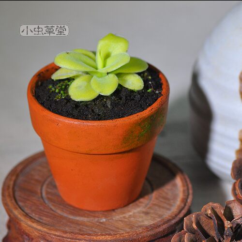 巨大捕虫堇小虫草堂Pinguiculagigantea超大会吃虫的多肉食虫植物 - 图0