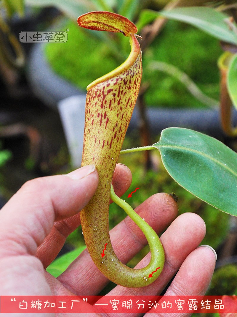 陈氏猪笼草小虫草堂食虫植物实生苗盆栽chaniana食虫草强健高地种 - 图1