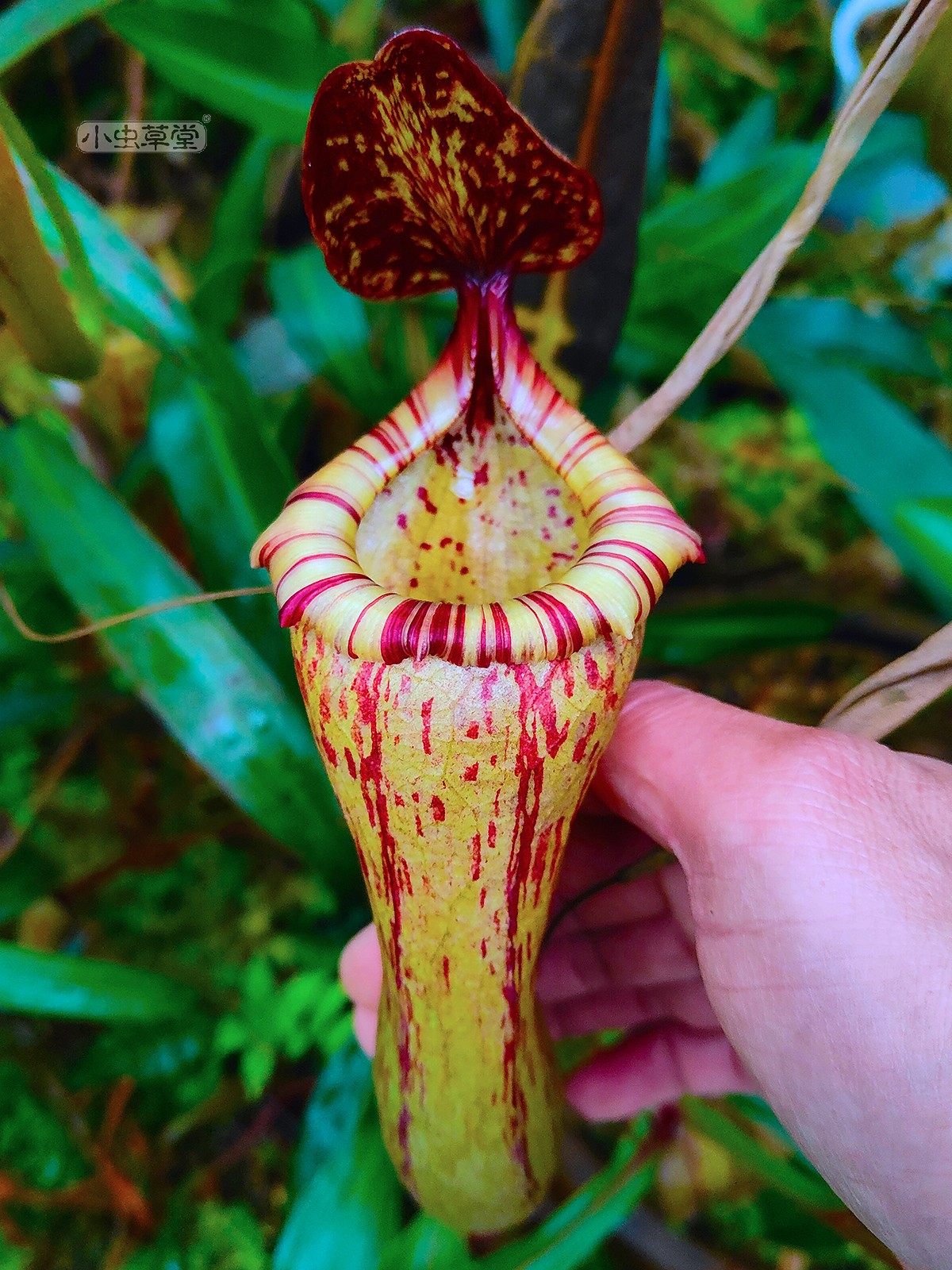 葫芦x博世猪笼草小虫草堂食虫植物盆栽食肉稀有室内绿植好种易养,淘宝优惠券,粉丝福利购,淘宝优惠卷