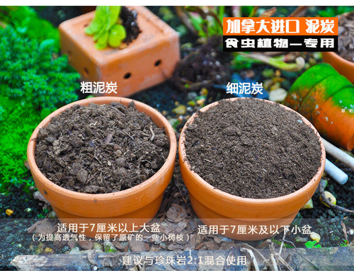 纯泥炭加拿大进口小虫草堂食虫植物专用营养土通用型泥炭土捕蝇草 - 图2