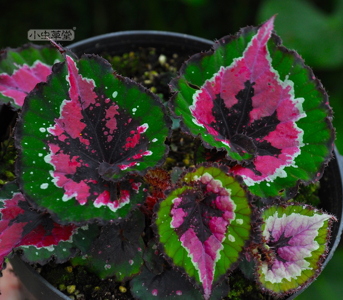 秋海棠 小虫草堂盆栽黑骑士五彩蜗牛焰火圣尼克室内观叶植物喜阴,淘宝优惠券,粉丝福利购,淘宝优惠卷