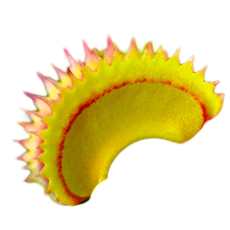 德库拉捕蝇草小虫草堂正版食虫植物直播15盆栽大嘴捕苍草古怪草,淘宝优惠券,粉丝福利购,淘宝优惠卷