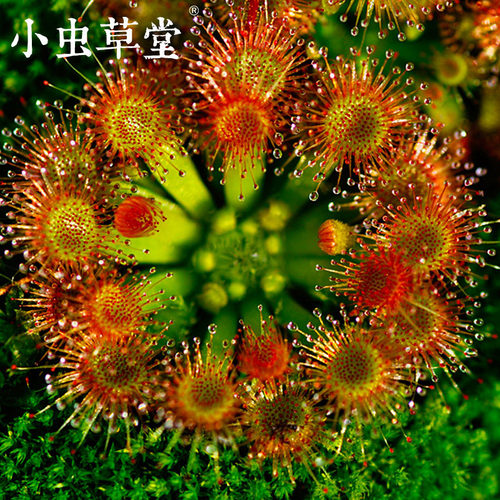 金丝绒茅膏菜小虫草堂迷你茅生态创意微景观可爱小食人花毛毡苔 - 图0