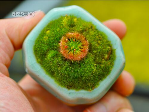 金丝绒茅膏菜小虫草堂迷你茅生态创意微景观可爱小食人花毛毡苔 - 图1