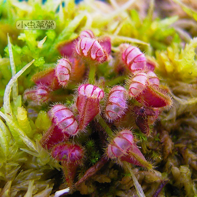 小虫草堂直播21土瓶草食虫植物盆栽绿植室内耐阴稀有另类猪笼草 - 图2