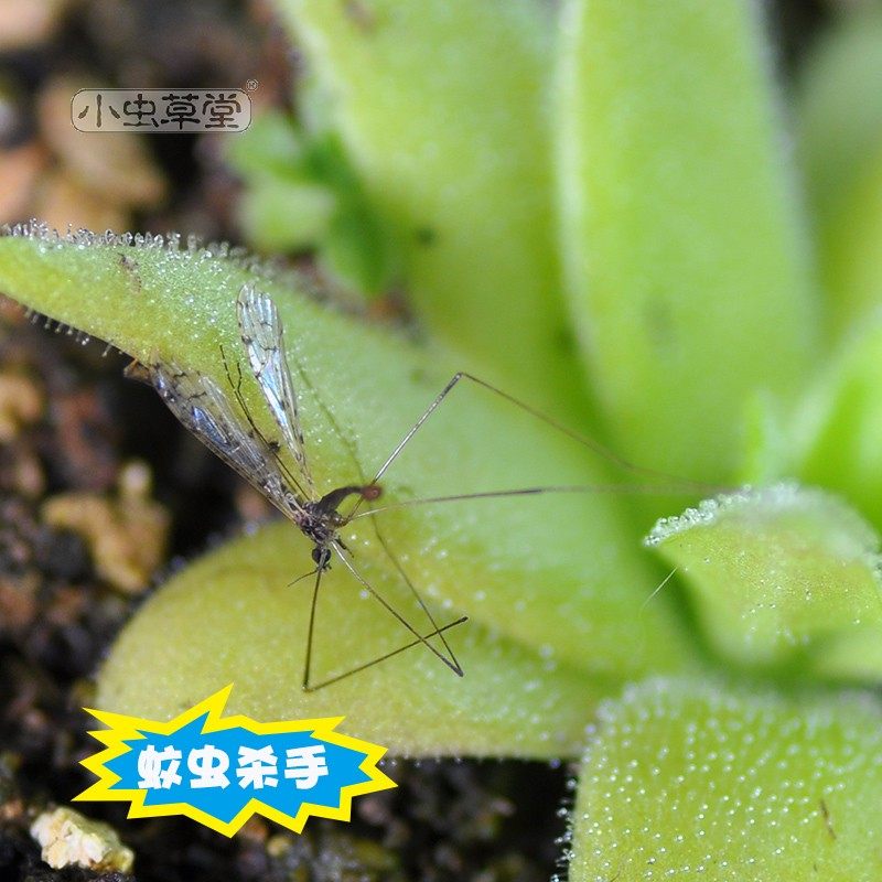 章鱼捕虫堇小虫草堂食虫植物捕蝇草食虫草食人花多肉稀有贵货盆栽,淘宝优惠券,粉丝福利购,淘宝优惠卷